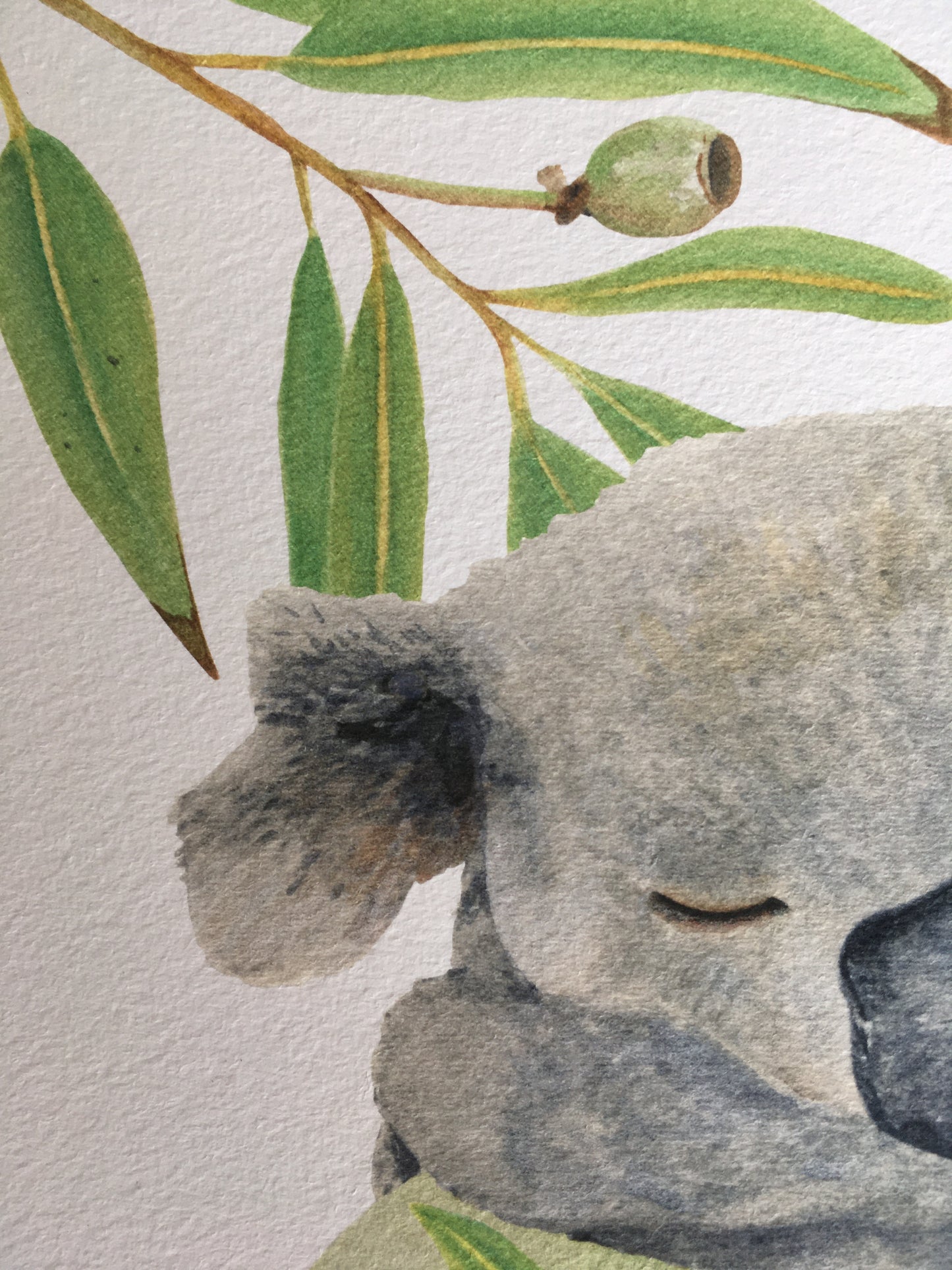 Koala and Kangaroo Set of 2 Watercolour Prints